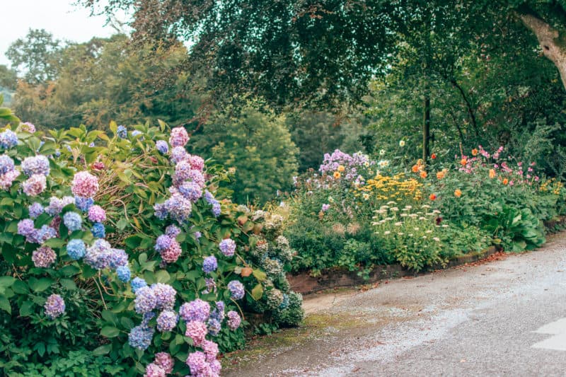 hydrangeas in garden