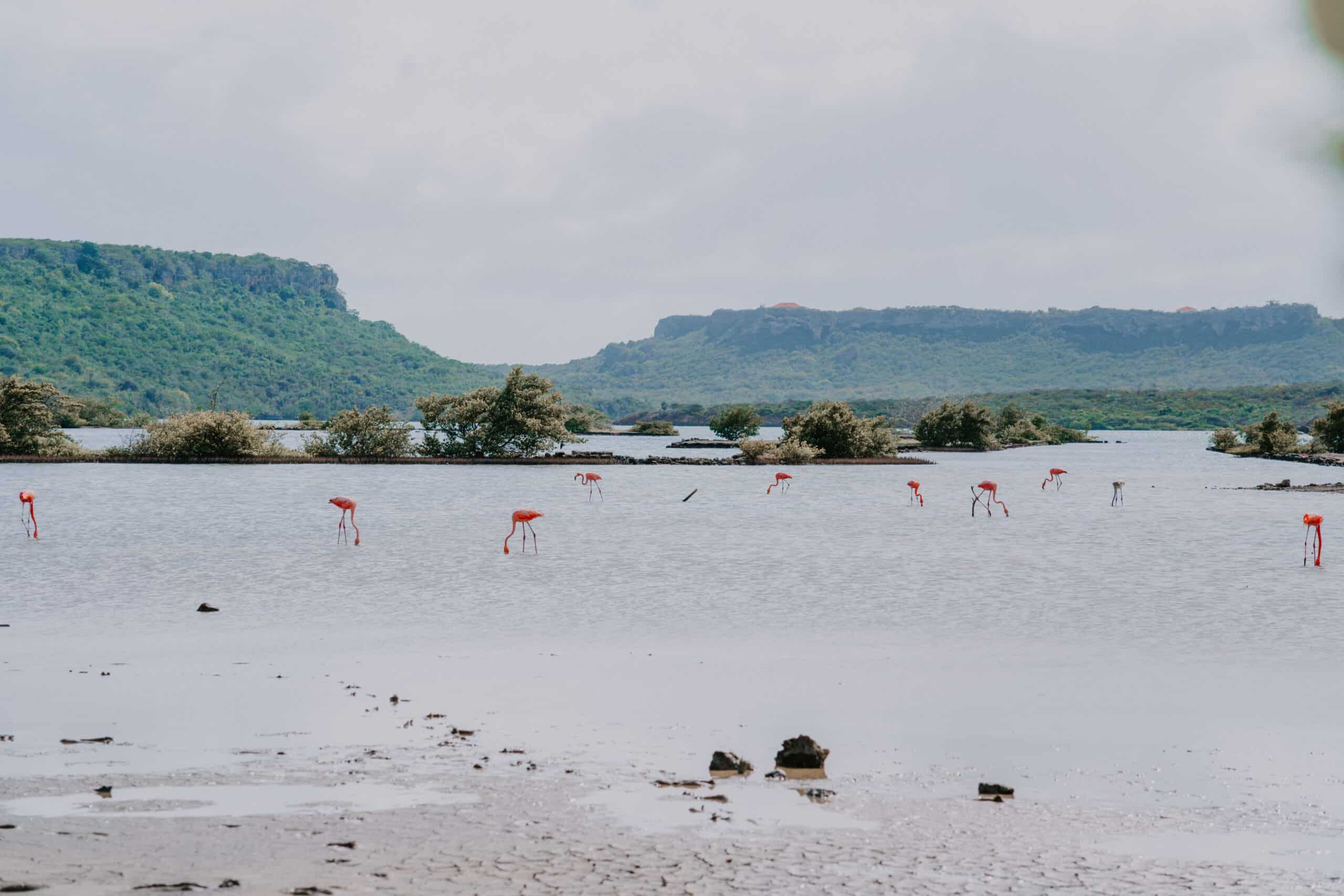 Kan Kok Flamingos Curacao