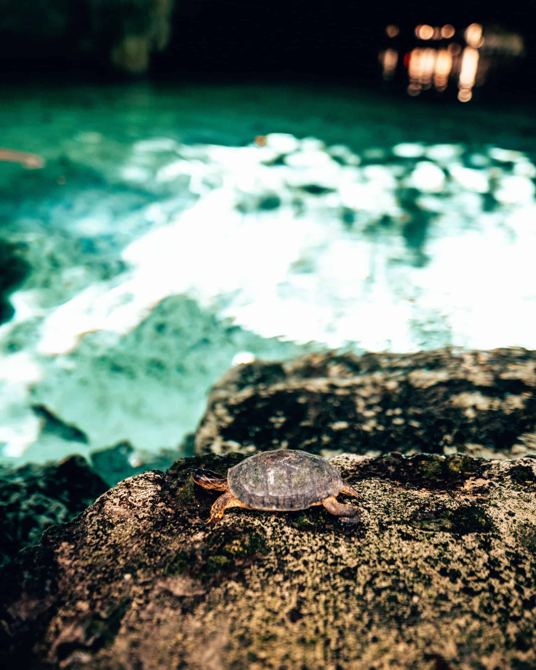 Turtle at Gran Cenote
