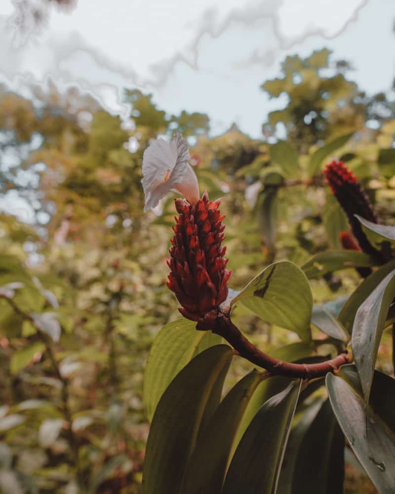 flower with blossom in the jungle