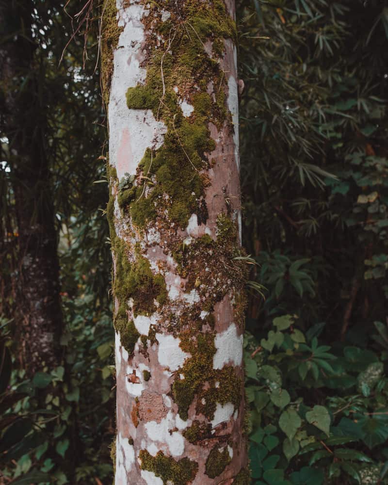 tree with white bark and moss