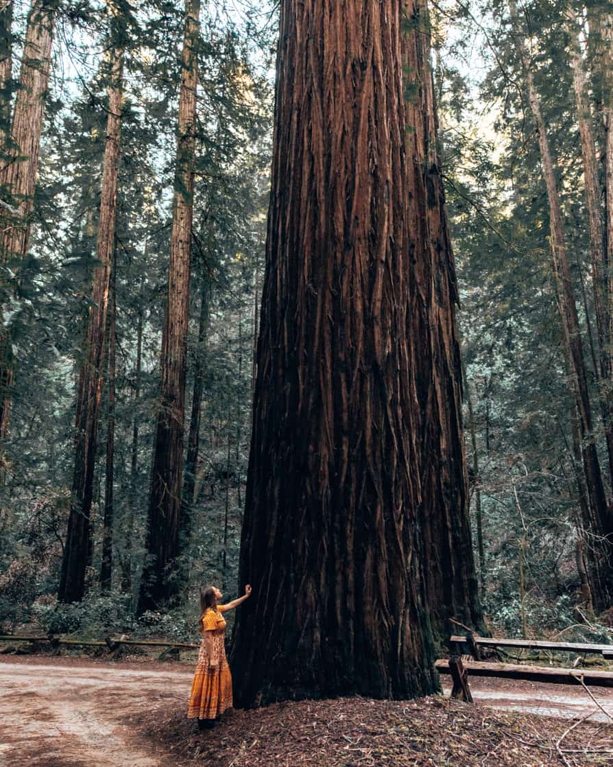 armstrong redwoods